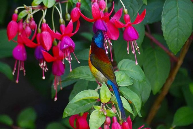 Bird Watching Doi Inthanon - Three or four birding areas from mid-mountain to summit
