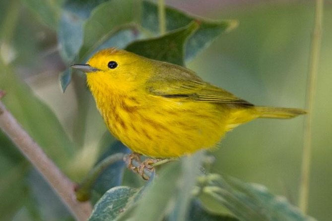 Bird watching ecofriendly tour from Cancun & Riviera Maya - Why this early jungle outing is different from a beach day