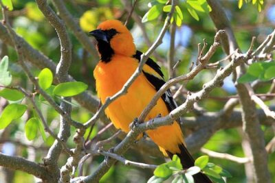 Bird watching ecofriendly tour from Cancun & Riviera Maya