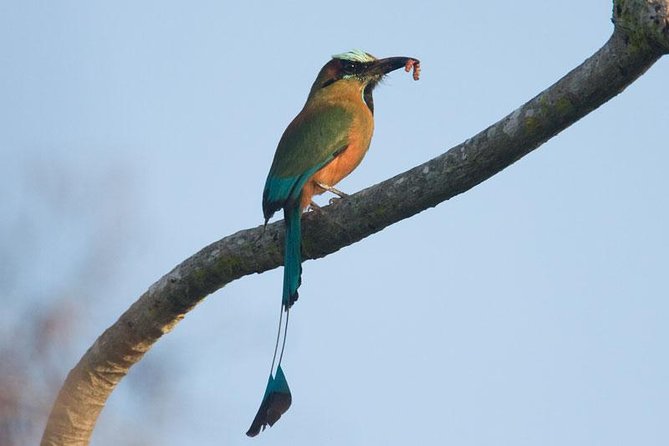 Bird watching ecofriendly tour from Cancun & Riviera Maya - The value of José’s bird list