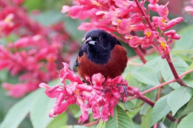 Bird watching ecofriendly tour from Cancun & Riviera Maya - Why the private format matters