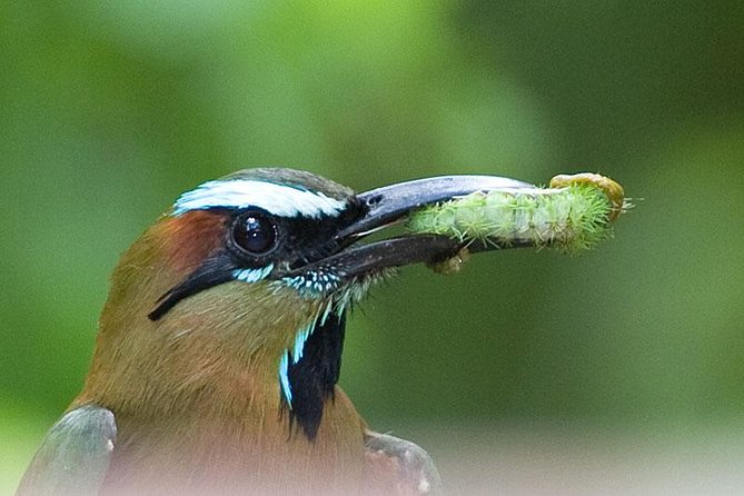 Bird watching ecofriendly tour from Cancun & Riviera Maya - Who should book this tour