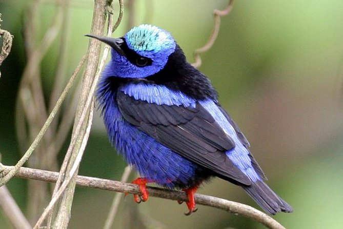 Bird watching ecofriendly tour from Cancun & Riviera Maya - Booking, cancellation, and practical timing