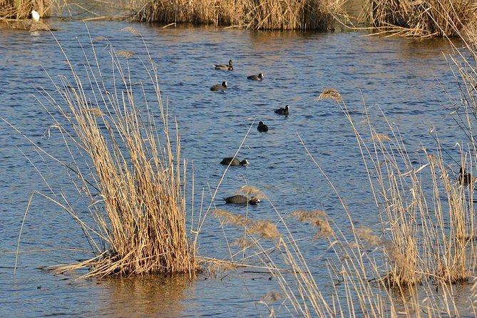 Bird Watching in Albufeira Lagoon - Key points to know