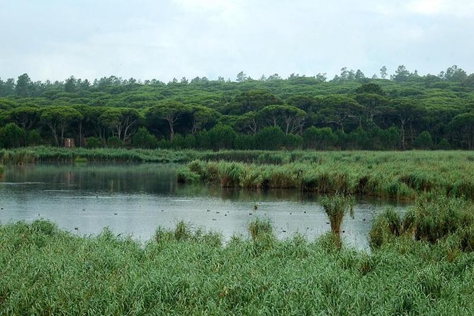 Bird Watching in Albufeira Lagoon - Three hours at Praia da Lagoa de Albufeira