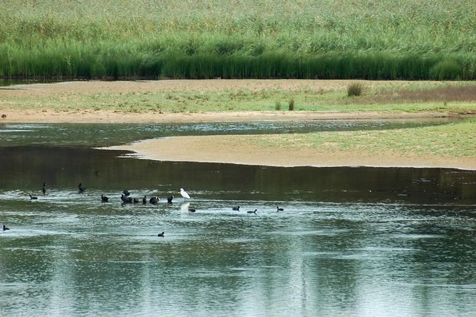 Bird Watching in Albufeira Lagoon - Planning around the 8:00 a.m. start
