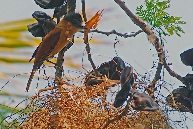 Bird watching in La Mancha - What the guides add to the morning