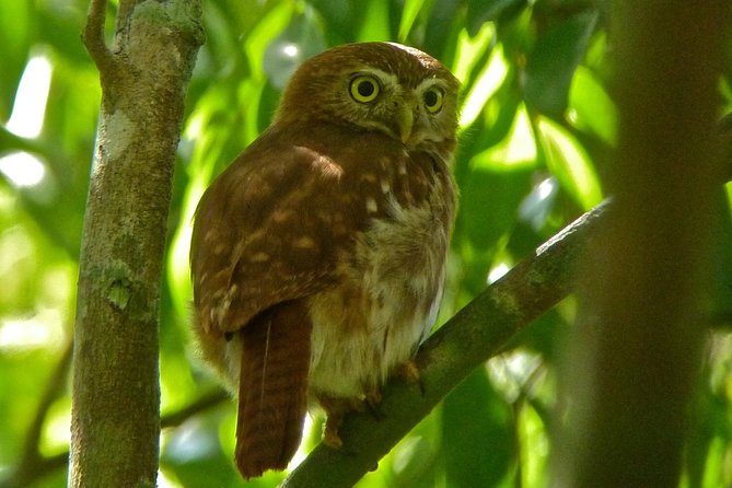 Bird Watching in Sian Ka´an Muyil - Muyil ruins and the old trading post