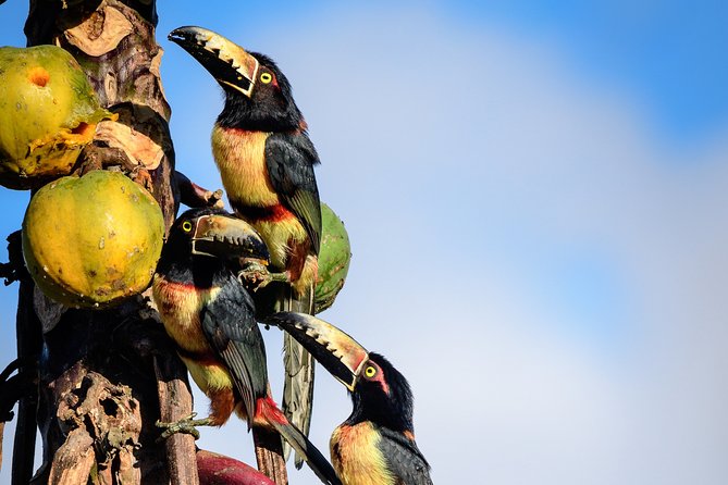 Bird Watching in Sian Ka´an Muyil - Add the lagoon boat and lazy river float