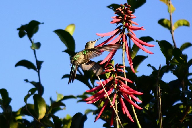 Bird Watching in Sian Ka´an Muyil - What the $119 price really covers