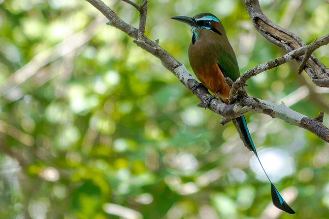 Bird Watching in Sian Ka´an Muyil - Walking through the Muyil village for three hours