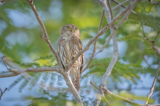 Bird Watching Mazatlán - Birding Tour - Why this Mazatlán birding tour is different