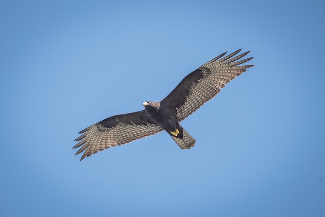 Bird Watching Mazatlán - Birding Tour - Binoculars, spotting scopes, and what to bring