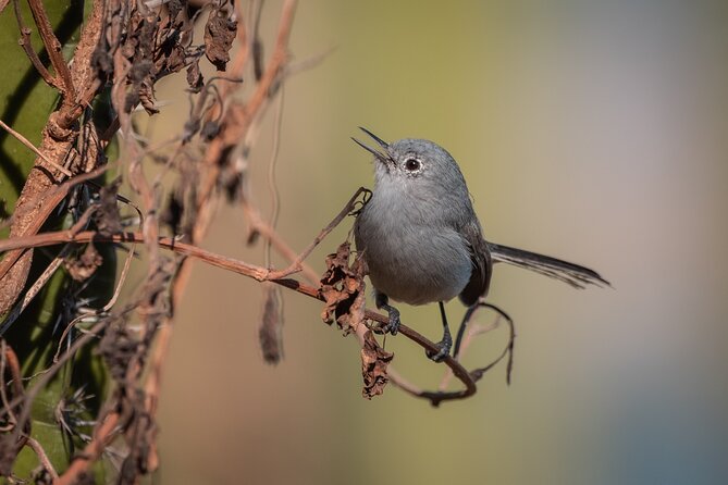 Bird Watching Mazatlán - Birding Tour - Why the private format is worth the price
