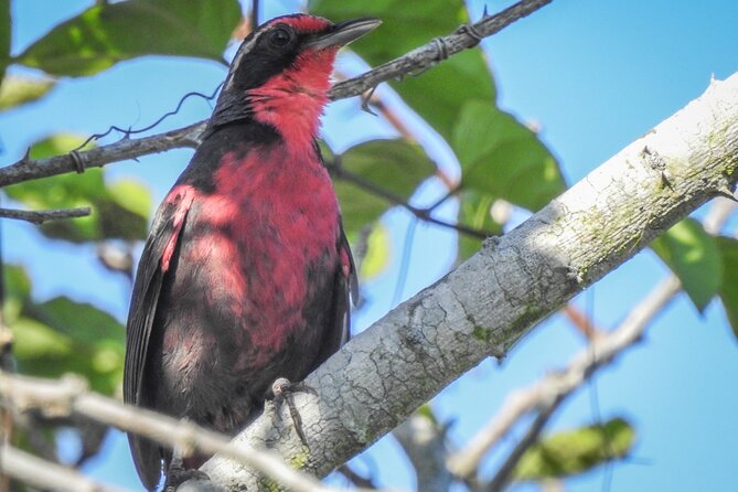 Bird Watching Mazatlán - Birding Tour - Who will enjoy it most