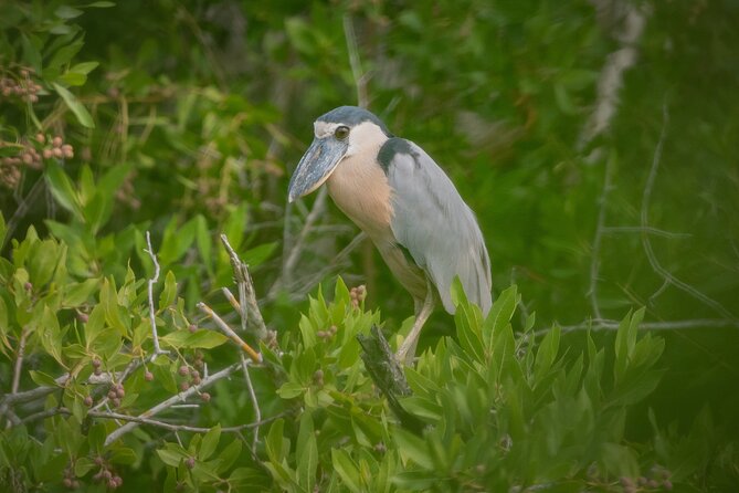 Bird Watching Mazatlán - Birding Tour - Booking, weather, and cancellation details
