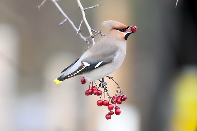 Bird Watching Private Tour in Copenhagen - Five things to know before you book