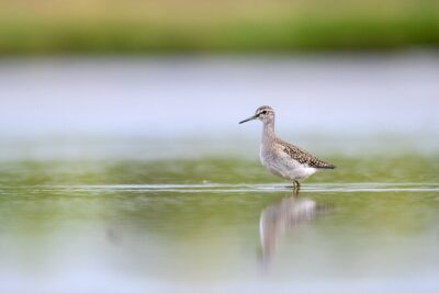Bird Watching Private Tour in Copenhagen
