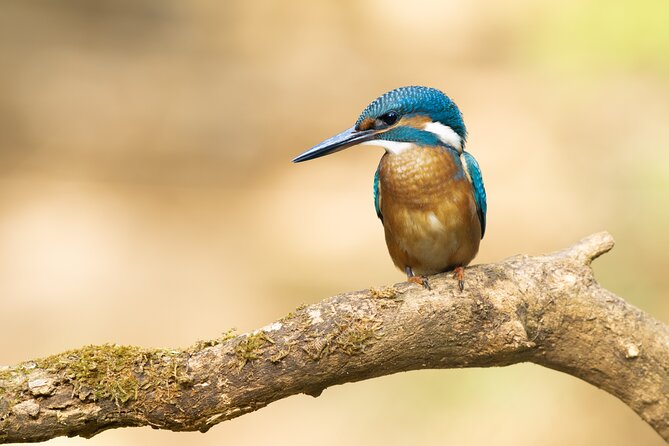 Bird Watching Private Tour in Copenhagen - Who will enjoy this private Copenhagen outing?