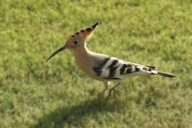 Bird Watching Tour Dubai - Key points to know before booking