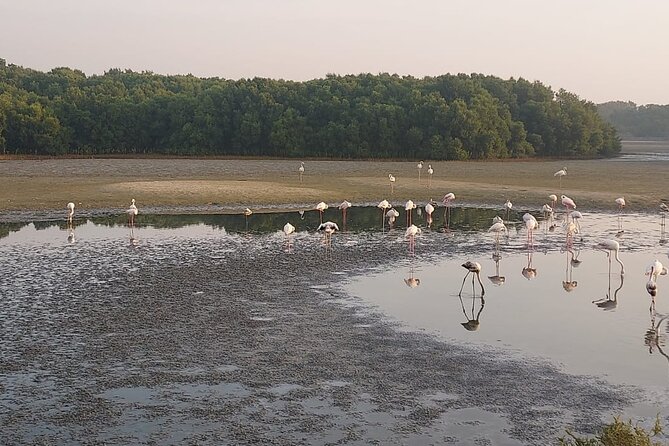 Bird Watching Tour Dubai - Why Dubai makes an unexpected birding stop