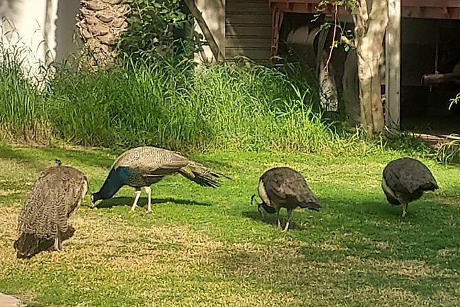 Bird Watching Tour Dubai - Zabeel Palace and the peacocks