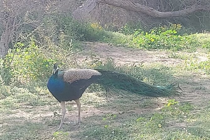 Bird Watching Tour Dubai - What the guide adds to the morning