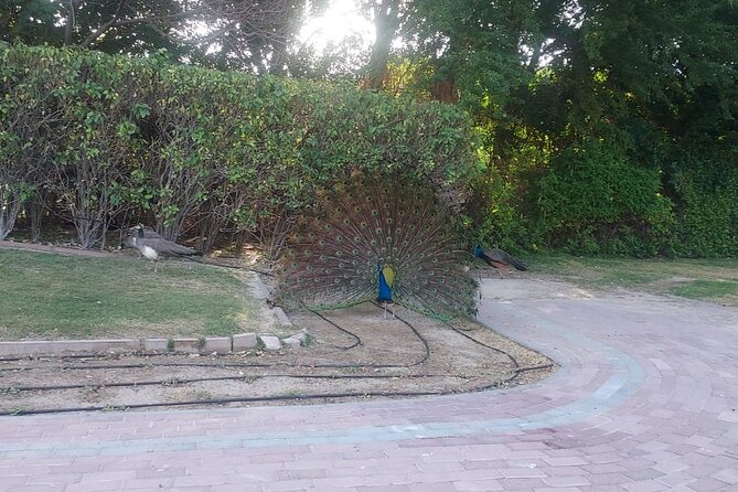 Bird Watching Tour Dubai - Is $260 per person good value?