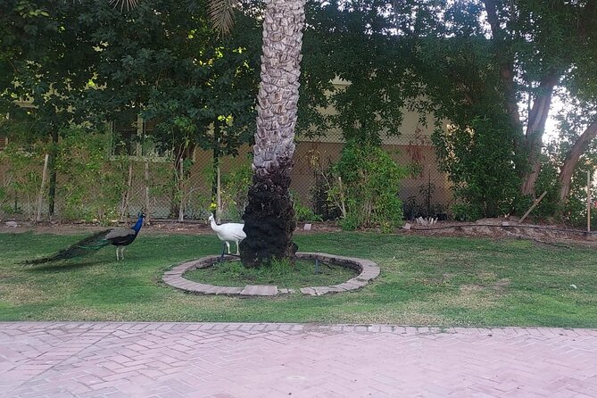 Bird Watching Tour Dubai - Timing, comfort, and what to bring