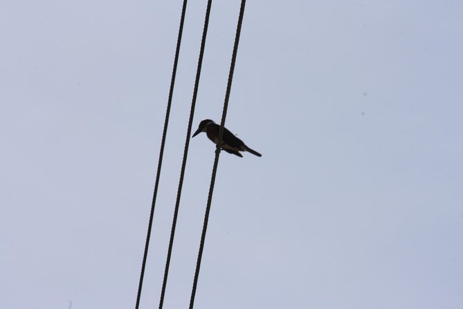 Bird Watching Tour Huatulco HT - Why Huatulco works so well for birding