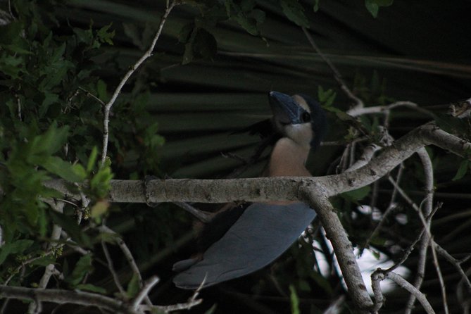 Bird Watching Tour Huatulco HT - The guide makes the difference