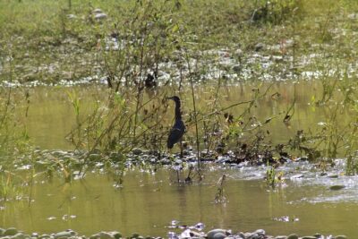 Bird Watching Tour Huatulco HT