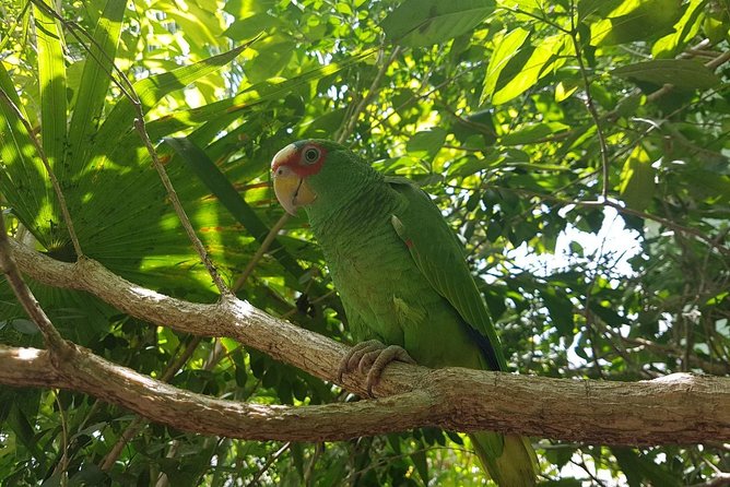 Bird Watching Tour Huatulco HT - Is $150 a fair price?