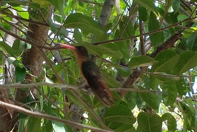 Bird Watching Tour Huatulco HT - Who should book this morning outing?