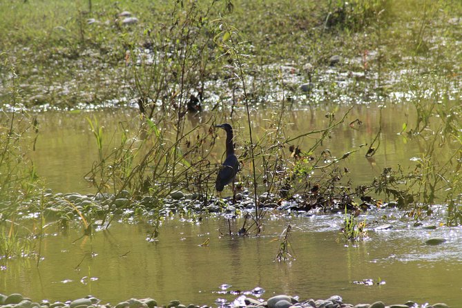 Bird Watching Tour Huatulco HT - A 6:00 am start and hotel pickup