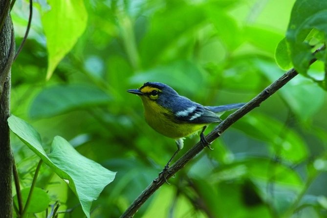 Bird Watching Tour in St Lucia - The 8:00 am pickup and ride into the interior
