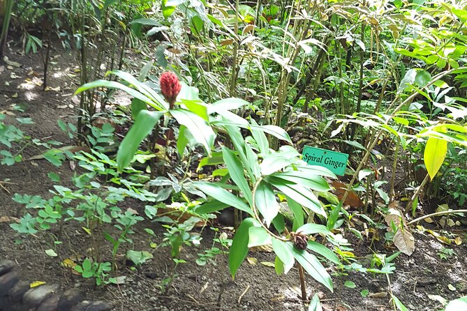 Bird Watching Tour in St Lucia - What you may see on the morning walk