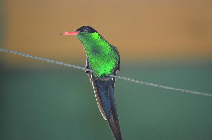 Bird Watching Tour in St Lucia - Water, a local beer, and what to pack