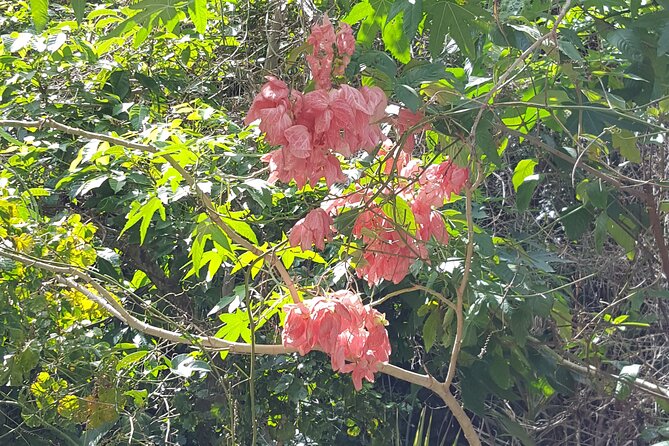 Bird Watching Tour in St Lucia - The real cost: $115 plus a $45 entrance fee