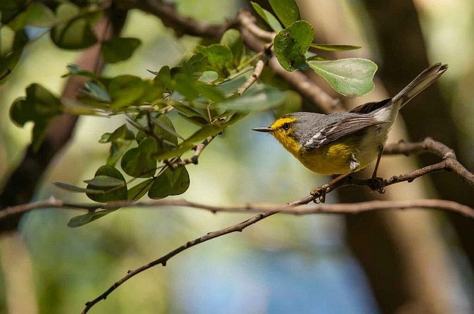 Bird Watching Tour in St Lucia - Who should book this birding experience
