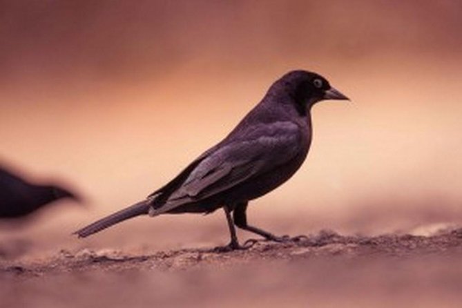 Bird Watching Tour in St Lucia - Choosing between Praslin, Dennery, and the forest trails
