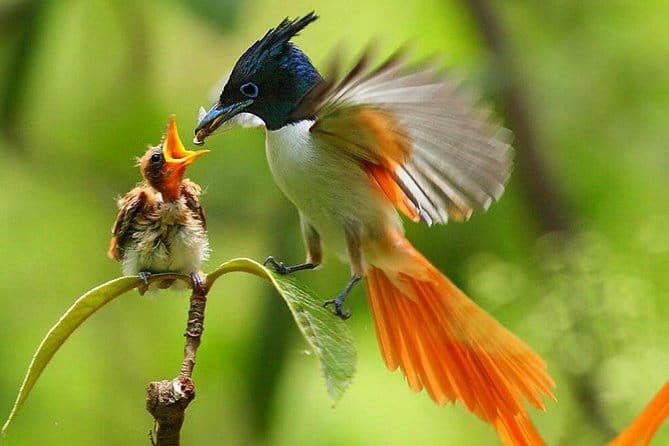 Bird Watching Tour Sri Lanka - 10 Days - Six things to know before booking