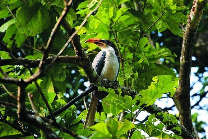Bird Watching Tour Sri Lanka - 10 Days - Why Sri Lanka works so well for bird watching