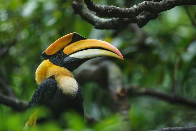 Bird Watching Tour Sri Lanka - 10 Days - Day 4: Sigiriya village birds and Kandy forest