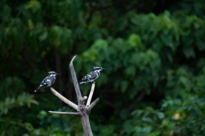 Bird Watching Tour Sri Lanka - 10 Days - Days 9 and 10: Returning to Negombo and the airport