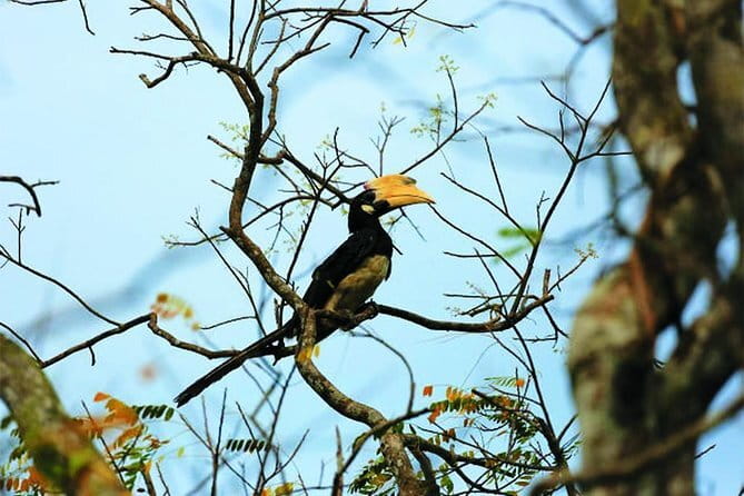 Bird Watching Tour Sri Lanka - 10 Days - Days 1 and 2: Negombo and Muthurajawela Marsh