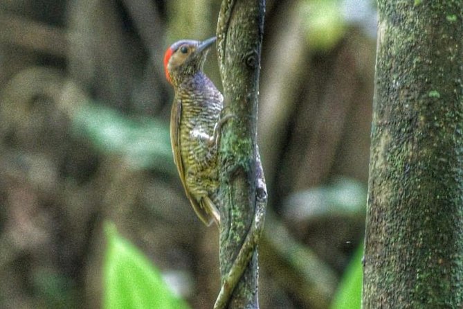 Bird Watching Tours - Key reasons to consider this Tobago bird tour