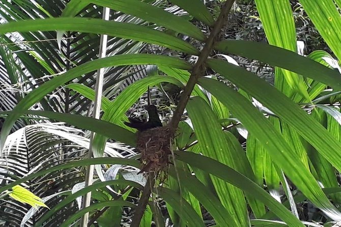 Bird Watching Tours - Meeting Tobago’s Birdman in the Main Ridge rainforest
