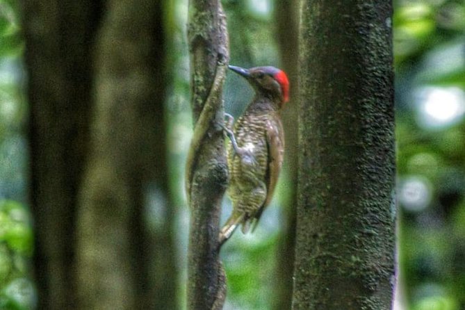 Bird Watching Tours - Why Main Ridge matters to bird watchers