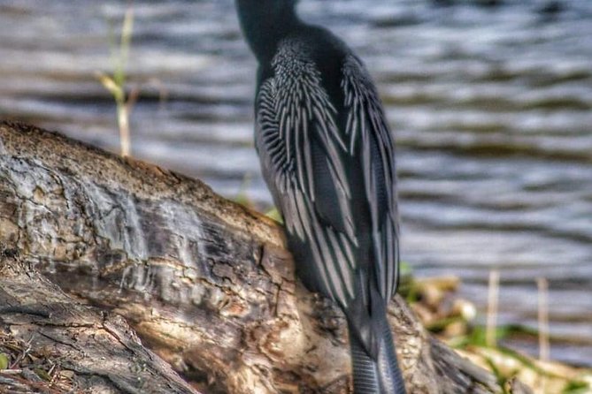 Bird Watching Tours - Searching by sight, sound, and imitation